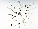Microplastics in Human Blood: Health Risks, Hormones & Prevention 1 sperm, fertilization, pregnancy, development, life, art, symbol, concept, egg cell, sperm, sperm, sperm, sperm, sperm, pregnancy